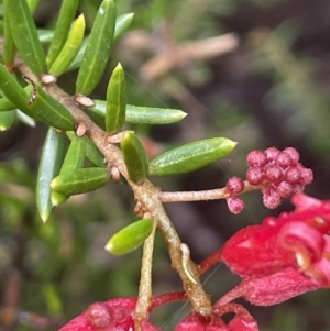 Grevillea juniperina at Campbell, ACT - 5 Sep 2021 04:06 PM