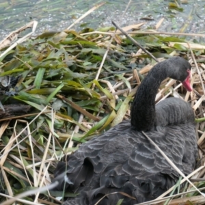 Cygnus atratus at Gungahlin, ACT - 5 Sep 2021