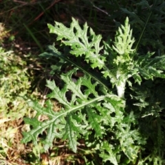 Senecio bathurstianus (Rough Fireweed) at Holt, ACT - 5 Aug 2021 by sangio7