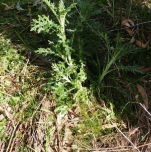 Senecio bathurstianus at Holt, ACT - 5 Aug 2021 11:09 AM