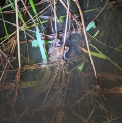 Crinia sp. (genus) (A froglet) at Albury - 5 Sep 2021 by ChrisAllen