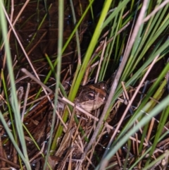 Limnodynastes tasmaniensis (Spotted Grass Frog) at Thurgoona, NSW - 5 Sep 2021 by ChrisAllen