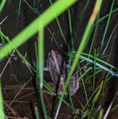 Limnodynastes tasmaniensis at Thurgoona, NSW - 5 Sep 2021 09:35 PM