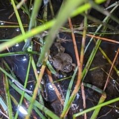 Crinia sloanei (Sloane's Froglet) at Thurgoona, NSW - 5 Sep 2021 by ChrisAllen