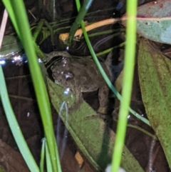 Crinia sloanei (Sloane's Froglet) at Albury - 5 Sep 2021 by ChrisAllen