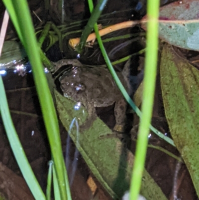 Crinia sloanei (Sloane's Froglet) at Thurgoona, NSW - 5 Sep 2021 by ChrisAllen