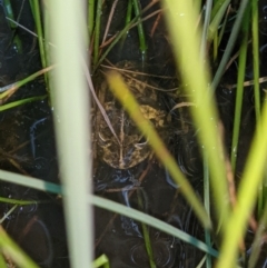 Neobatrachus sudellae (Sudell's Frog or Common Spadefoot) at Albury - 5 Sep 2021 by ChrisAllen