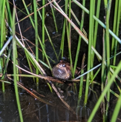 Crinia parinsignifera (Plains Froglet) at Albury - 5 Sep 2021 by ChrisAllen