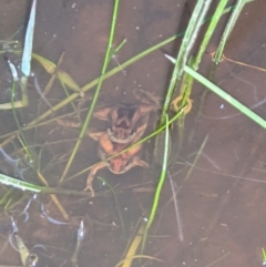 Crinia parinsignifera (Plains Froglet) at Albury - 5 Sep 2021 by ChrisAllen