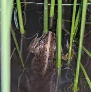 Limnodynastes tasmaniensis at Thurgoona, NSW - 5 Sep 2021