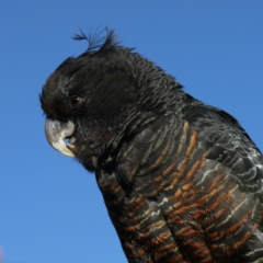 Callocephalon fimbriatum (Gang-gang Cockatoo) at Ainslie, ACT - 25 Aug 2021 by jbromilow50