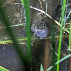 Crinia sloanei (Sloane's Froglet) at Thurgoona, NSW - 5 Sep 2021 by ChrisAllen