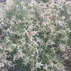 Clematis leptophylla (Small-leaf Clematis, Old Man's Beard) at Watson, ACT - 3 Sep 2021 by MPW