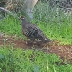 Phaps chalcoptera (Common Bronzewing) at Majura, ACT - 14 Aug 2021 by MAX