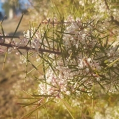 Hakea decurrens subsp. decurrens (Bushy Needlewood) at Majura, ACT - 14 Aug 2021 by MPW