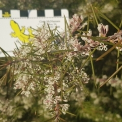 Hakea decurrens subsp. decurrens at Majura, ACT - 14 Aug 2021