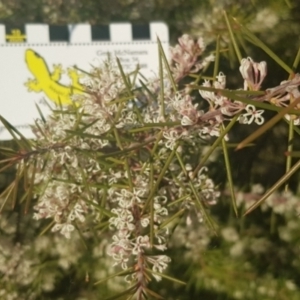 Hakea decurrens subsp. decurrens at Majura, ACT - 14 Aug 2021