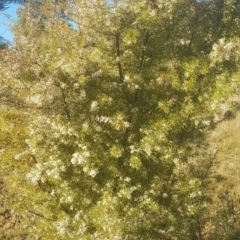 Hakea decurrens subsp. decurrens at Majura, ACT - 14 Aug 2021