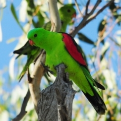 Aprosmictus erythropterus (Red-winged Parrot) at Bukkulla, NSW - 29 Apr 2018 by Harrisi