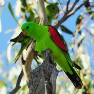 Aprosmictus erythropterus at Bukkulla, NSW - 30 Apr 2018