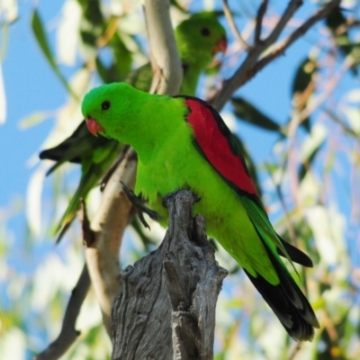 Aprosmictus erythropterus (Red-winged Parrot) at Bukkulla, NSW - 29 Apr 2018 by Harrisi
