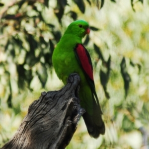 Aprosmictus erythropterus at Bukkulla, NSW - 30 Apr 2018