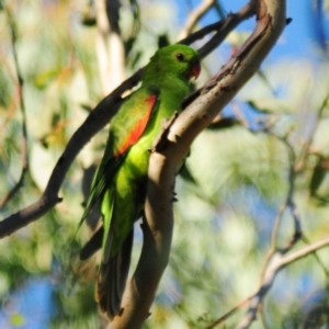 Aprosmictus erythropterus at Bukkulla, NSW - 30 Apr 2018