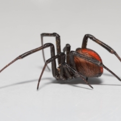 Latrodectus hasselti (Redback Spider) at Evatt, ACT - 3 Sep 2021 by TimL