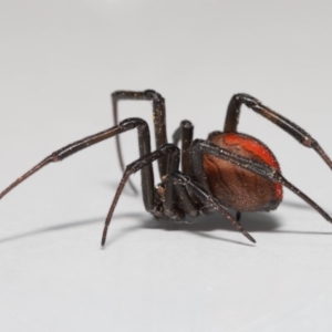 Latrodectus hasselti at Evatt, ACT - 3 Sep 2021