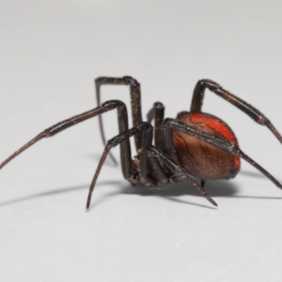 Latrodectus hasselti (Redback Spider) at Evatt, ACT - 3 Sep 2021 by TimL