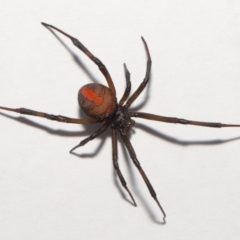 Latrodectus hasselti at Evatt, ACT - 3 Sep 2021