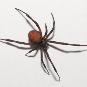 Latrodectus hasselti at Evatt, ACT - 3 Sep 2021