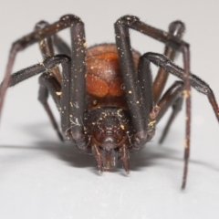 Latrodectus hasselti at Evatt, ACT - 3 Sep 2021