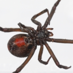 Latrodectus hasselti at Evatt, ACT - 3 Sep 2021