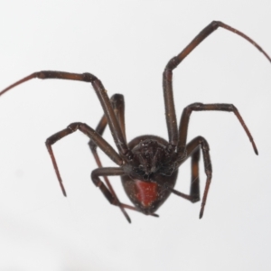 Latrodectus hasselti at Evatt, ACT - 3 Sep 2021