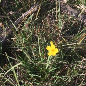 Hibbertia calycina at Bruce, ACT - 3 Sep 2021 03:23 PM