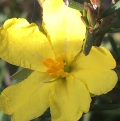 Hibbertia calycina at Bruce, ACT - 3 Sep 2021 03:23 PM