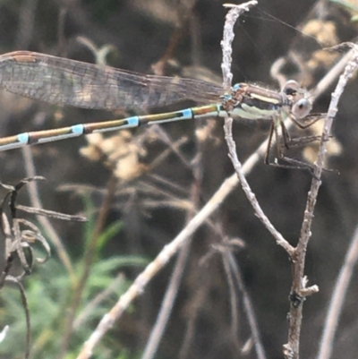 Austrolestes leda (Wandering Ringtail) at Bruce Ridge to Gossan Hill - 3 Sep 2021 by Ned_Johnston