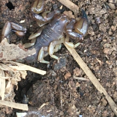 Urodacus manicatus (Black Rock Scorpion) at Bruce Ridge - 3 Sep 2021 by NedJohnston