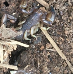 Urodacus manicatus (Black Rock Scorpion) at Bruce, ACT - 3 Sep 2021 by Ned_Johnston