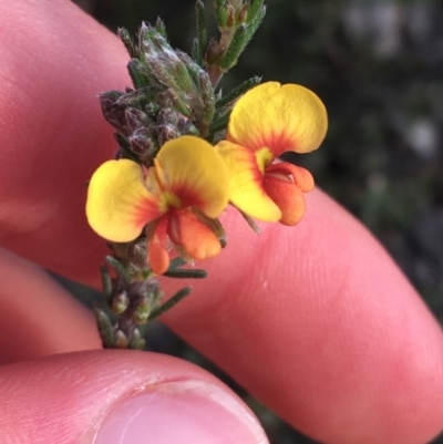 Dillwynia sericea (Egg And Bacon Peas) at Bruce, ACT - 3 Sep 2021 by NedJohnston