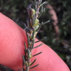 Dillwynia sericea at Bruce, ACT - 3 Sep 2021 03:49 PM