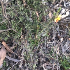 Dillwynia sericea at Bruce, ACT - 3 Sep 2021