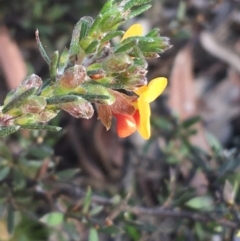 Dillwynia sericea at Bruce, ACT - 3 Sep 2021