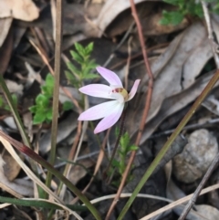 Caladenia fuscata (Dusky fingers) at Bruce, ACT - 3 Sep 2021 by Ned_Johnston