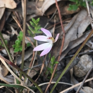 Caladenia fuscata at Bruce, ACT - 3 Sep 2021