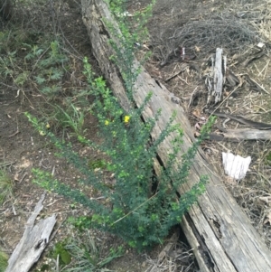 Genista monspessulana at O'Connor, ACT - 3 Sep 2021 04:26 PM