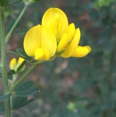 Genista monspessulana at O'Connor, ACT - 3 Sep 2021 04:26 PM