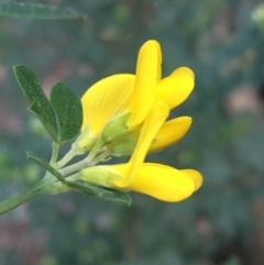 Genista monspessulana at O'Connor, ACT - 3 Sep 2021