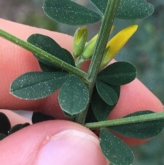 Genista monspessulana at O'Connor, ACT - 3 Sep 2021